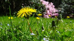 meadow-43467_1280 meadow-43467_1280