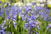 Agapanthus_Ever_Sapphire