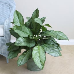 Aglaonema Cecilia - 017_Costa_CROPPED.jpg