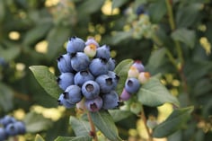 BRAZELBERRIES_Perpetua_Blueberry_Fall_Creek_all_rights_reserved.jpg