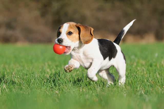 Beagle_playing_with_ball_on_organic_lawn.jpg