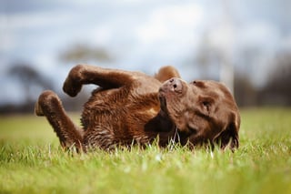 Chocolate_Lab_rolling_in_Grass.jpg