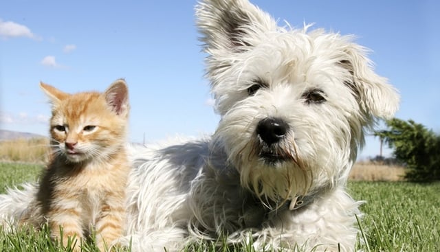 Dog_and_Cat_cropped.jpg