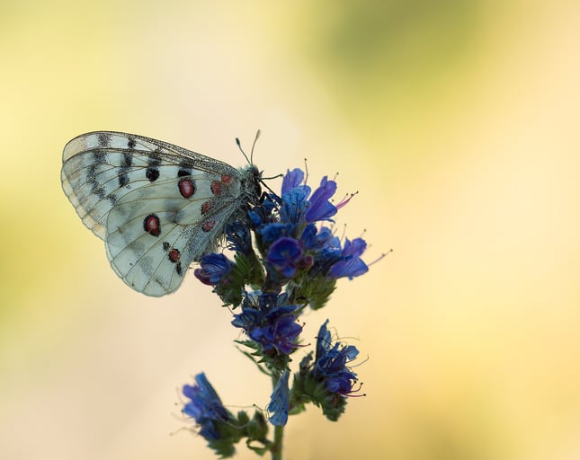 Garden Trends