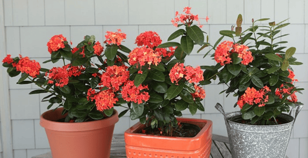 Ixora