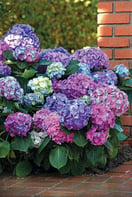 LA_Dreamin_Hydrangea_Blooms_001