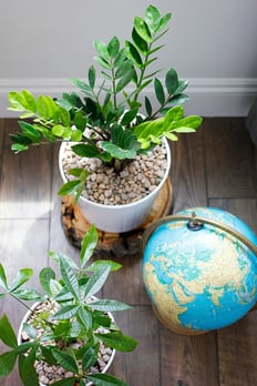 Office-Plants-1.jpg