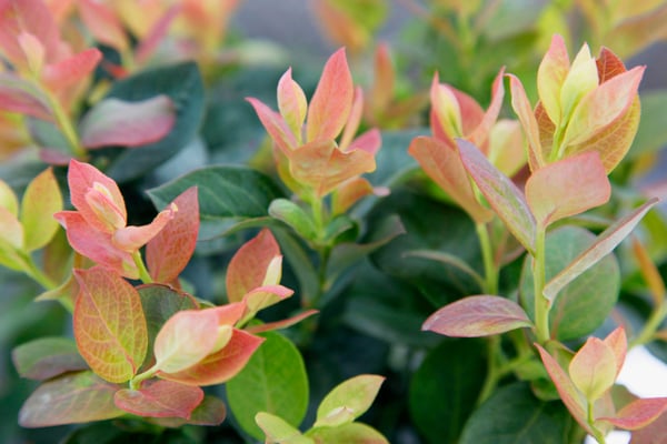 Peach Sorbet spring foliage