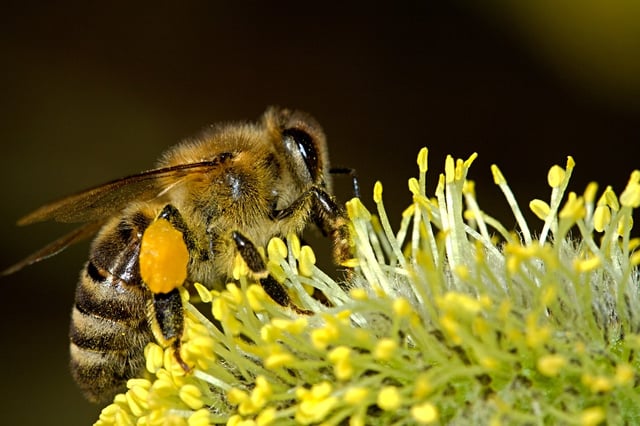 bees-18192_960_720.jpg