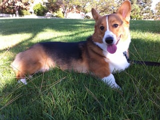 corgi-14858_640.jpg