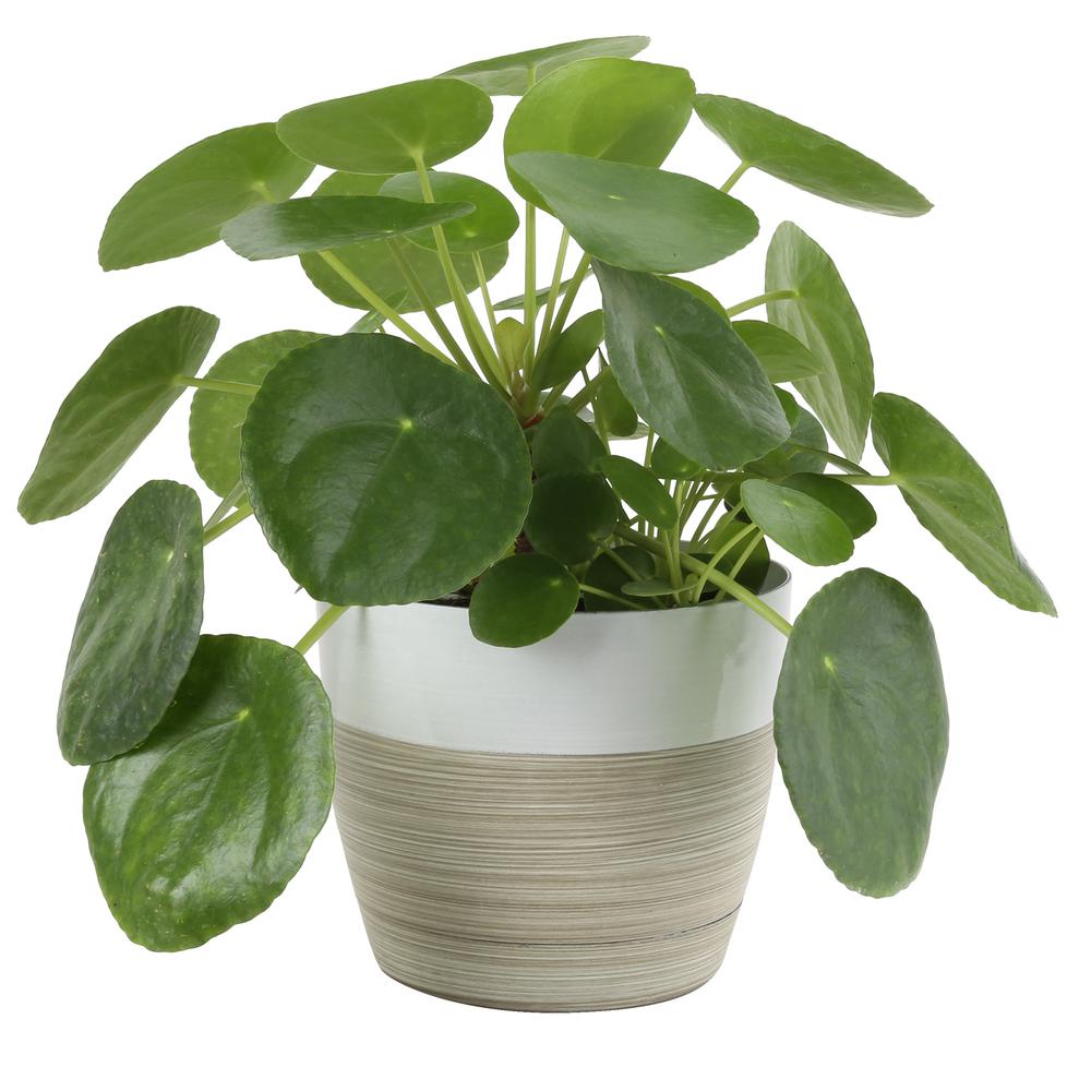 costa-farms-house-plants-co-pil6c-3-bam-64_1000