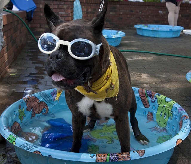 dog_pool.jpg