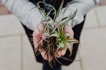Woman holding airplants