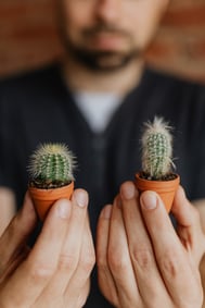 Miniature Cacti in small pots