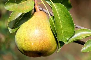 pear-1586866_960_720.jpg