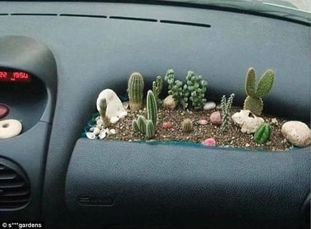 succulents on the go