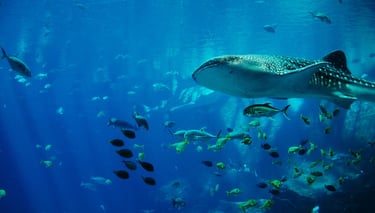 whale-shark-281498_1280